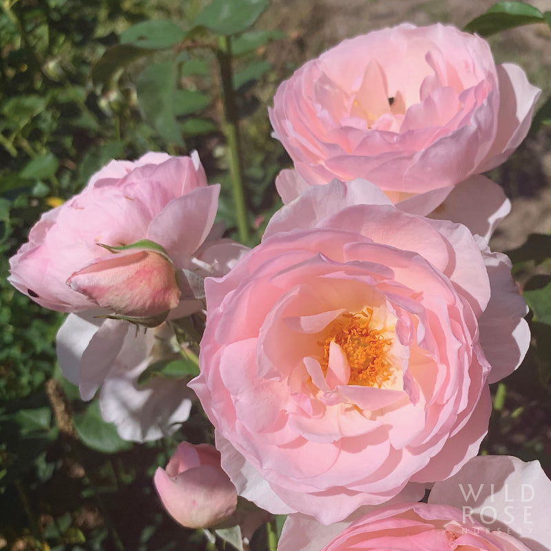 Heritage – Wild Rose Nursery