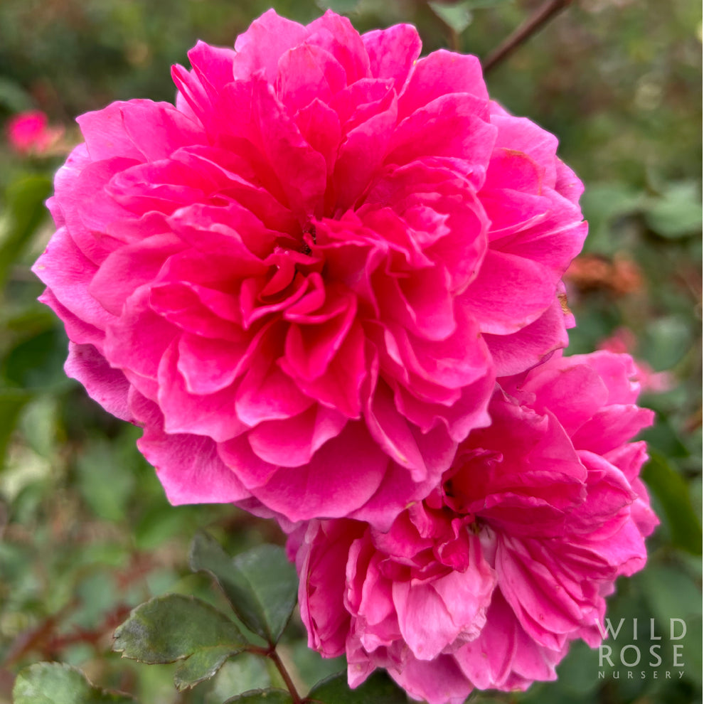 Ivor's Rose – Wild Rose Nursery