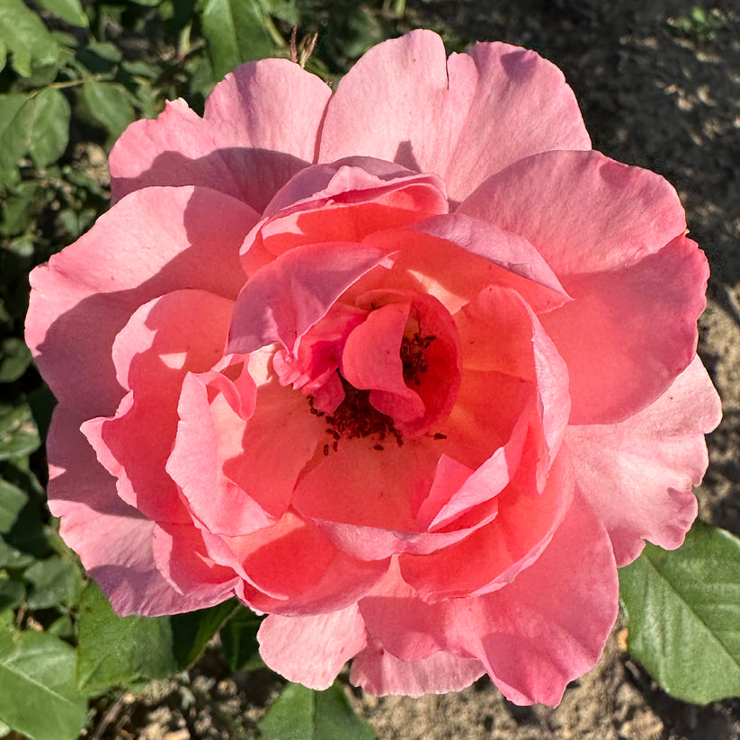 Joyce Edmonds – Wild Rose Nursery