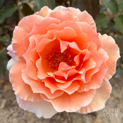 Just Joey large vibrant coral pink bloom