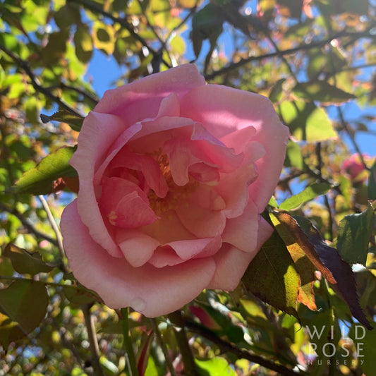 Lijiang Road Climber