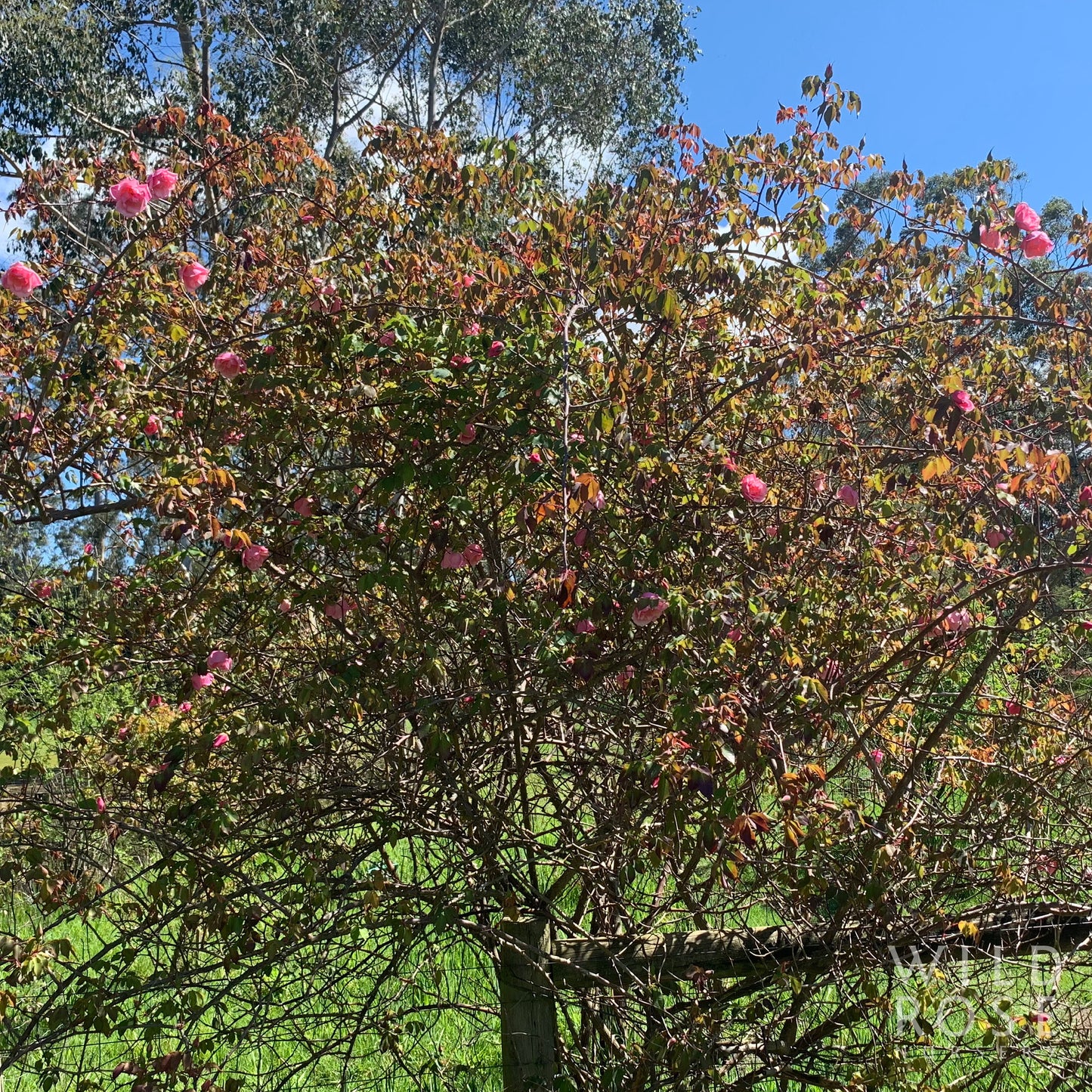 Lijiang Road Climber