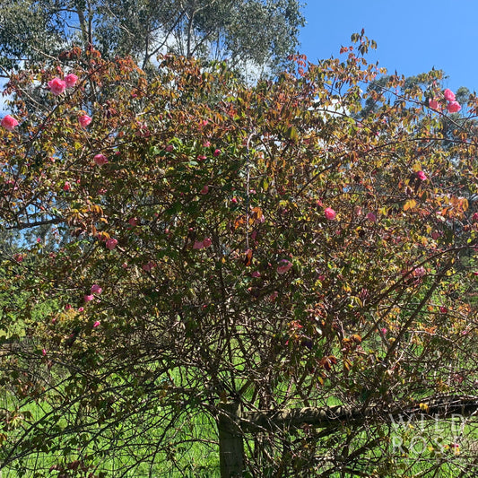 Lijiang Road Climber