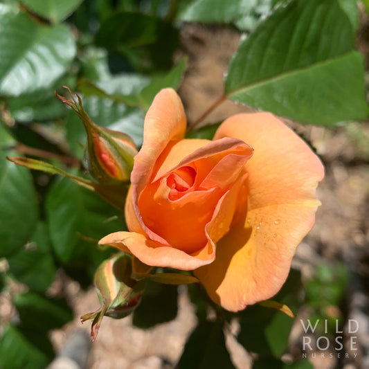 R. pimpinellifolia ‘Maigold’