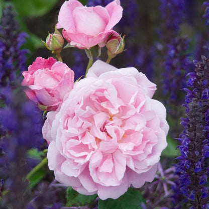 Pink roses with purple flowers in the background