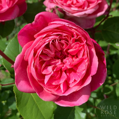 Close-up of a pink rose with green leaves in the background