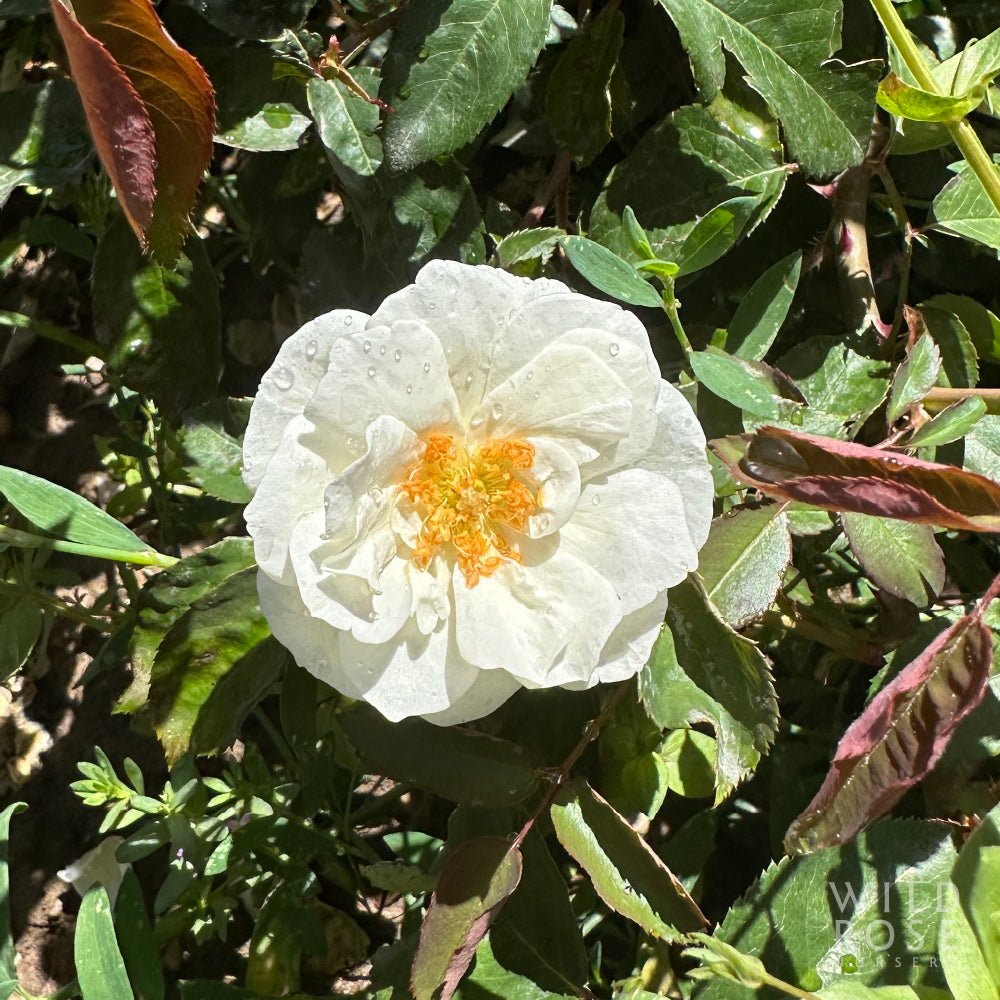 Moonlight – Wild Rose Nursery