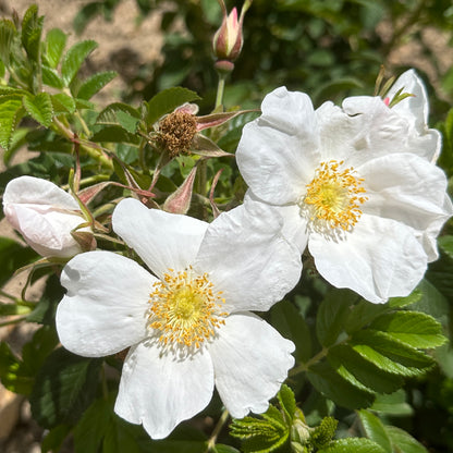 Close-up of white flowers with yellow centers on a rose plant.