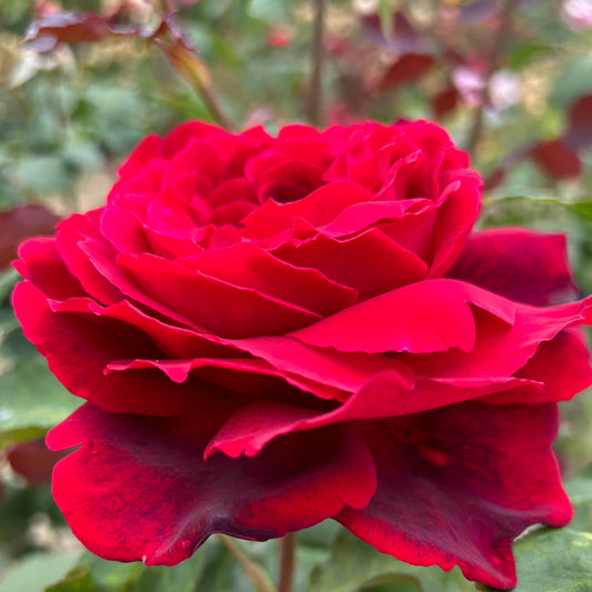 New Papa Meilland BAREROOT