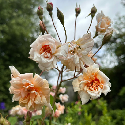 Perle d'Or, Climbing