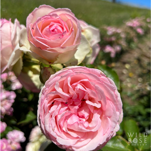 Pierre de Ronsard AKA Eden Rose