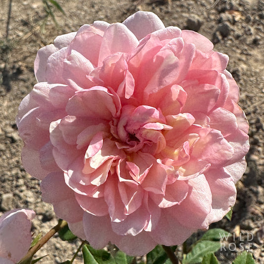 Pink Gruss an Aachen