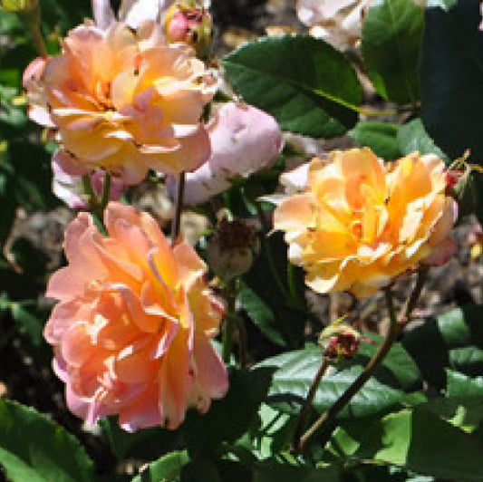 Close-up of pink and orange flowers with green leaves in a garden setting