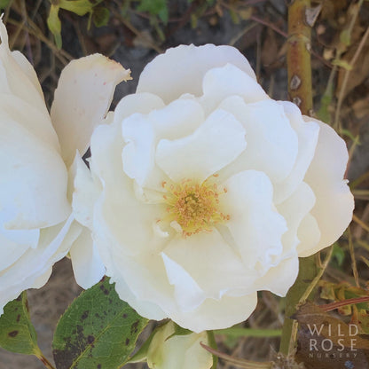 Princess of Wales