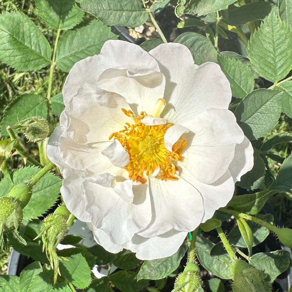 Alba Semi Plena rose – Wild Rose Nursery