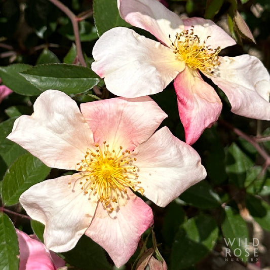 R. chinensis 'Mutablis'