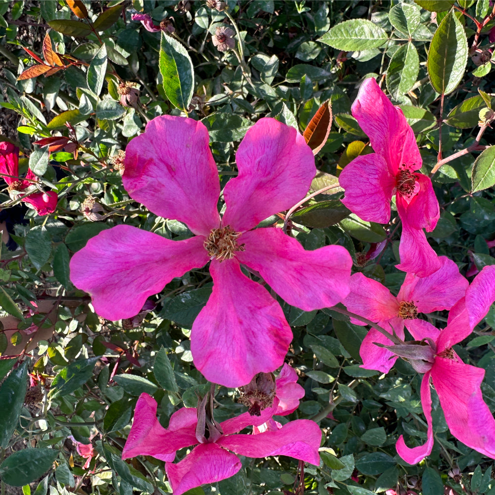 R. chinensis 'Mutablis'