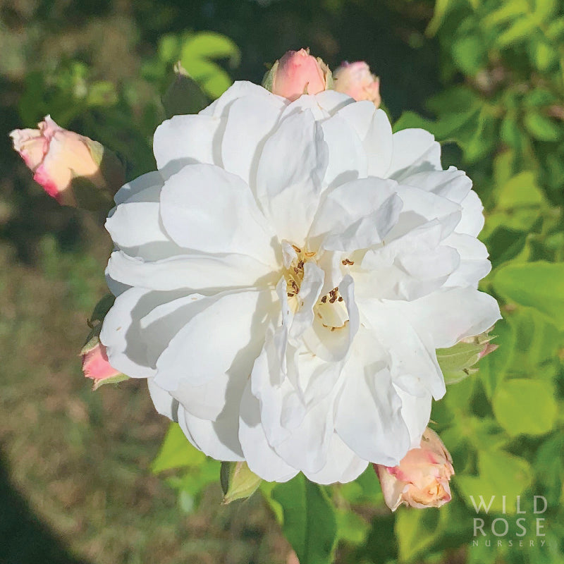 R. moschata 'Autumnalis'