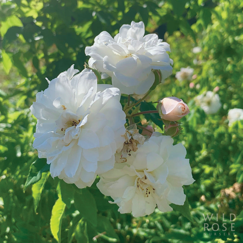 R. moschata 'Autumnalis'