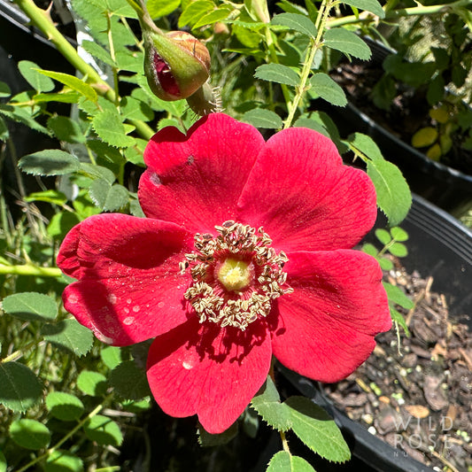 R. moyesii ’Geranium’