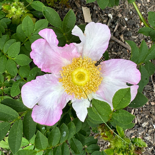 R. roxburghii normalis