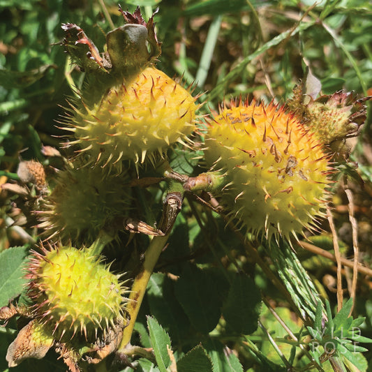 Spiky yellow rosehips on a bush with green leaves