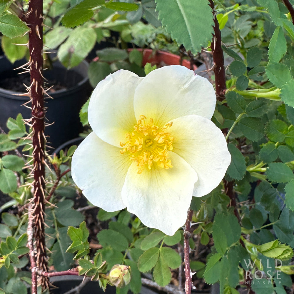 R. spinosissima 'Lisa'