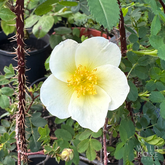 R. spinosissima 'Lisa'