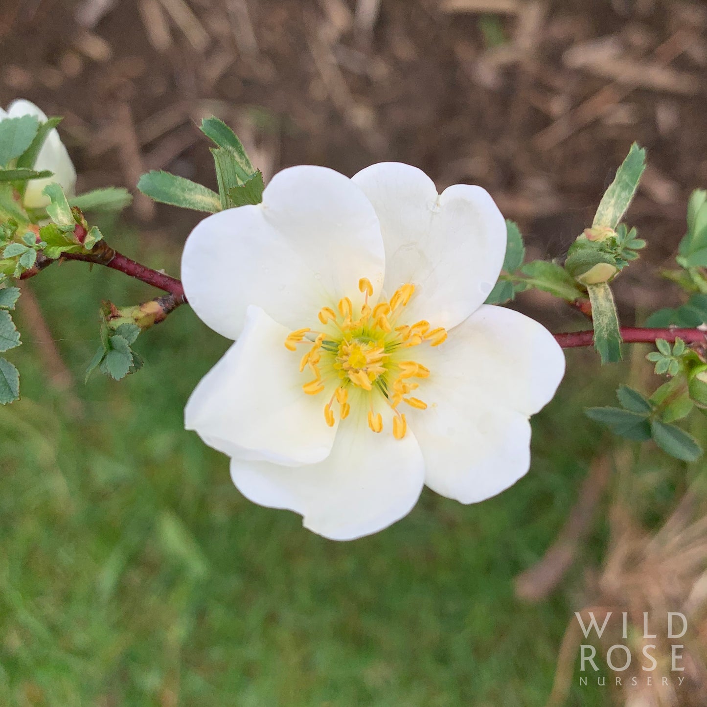 R. spinosissima 'Altaica'