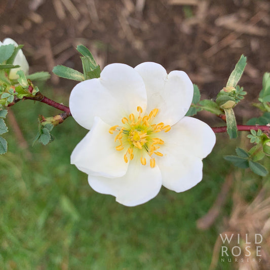 R. spinosissima 'Altaica'