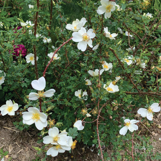 R. spinosissima 'Altaica'