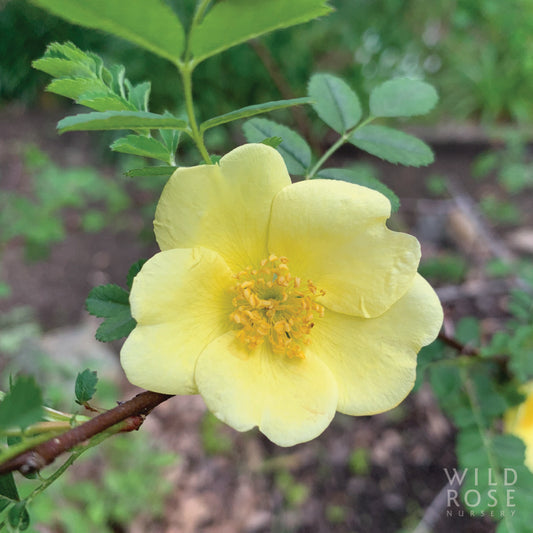 R. xanthina 'Canary Bird'