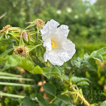 R. x micrugosa ‘Alba’
