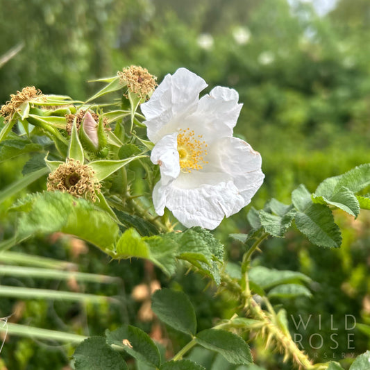 R. x micrugosa ‘Alba’