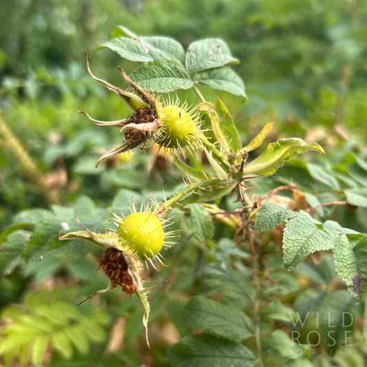 R. x micrugosa ‘Alba’