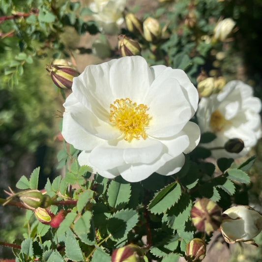 R. spinosissima ‘The Snowy River’