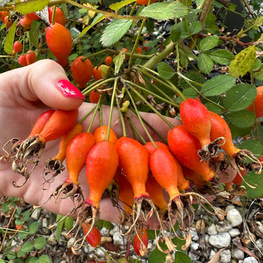 R. sweginzowii 'Macrocarpa'