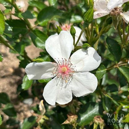 Rose Romantic