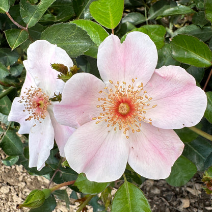 Rose Romantic
