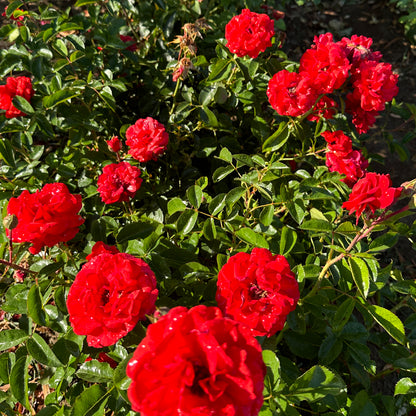Scarlet Bonica
