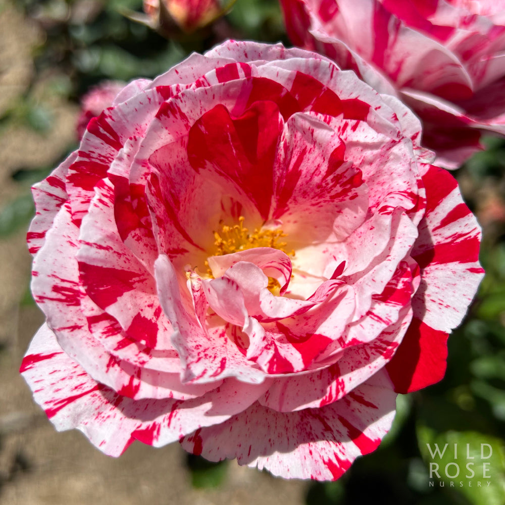 Scentsational Roses Scentimental – Wild Rose Nursery