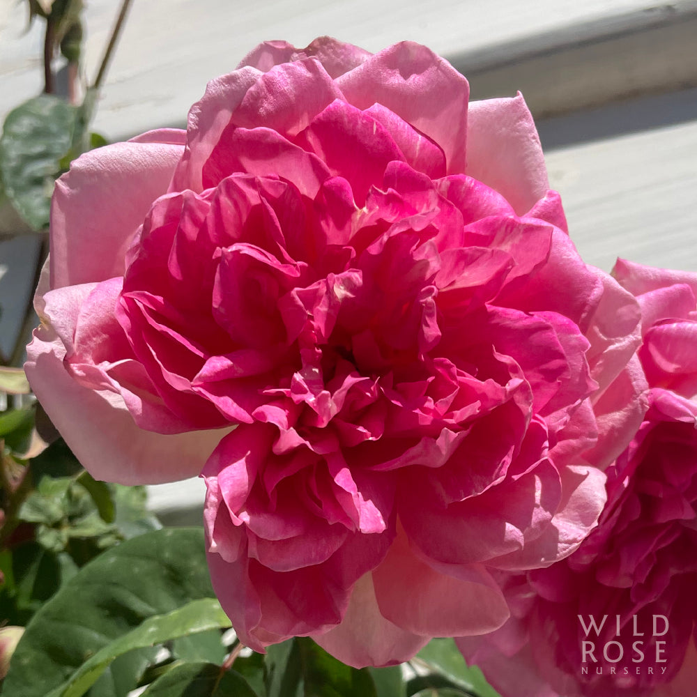 Souvenir de Madam Leonie Viennot