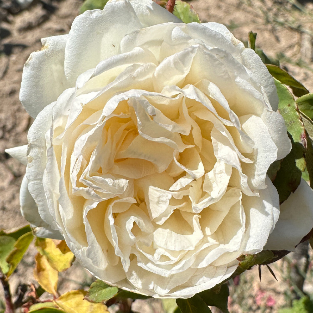 White Duchesse de Brabant