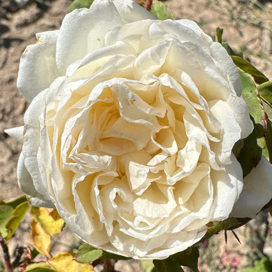 White Duchesse de Brabant
