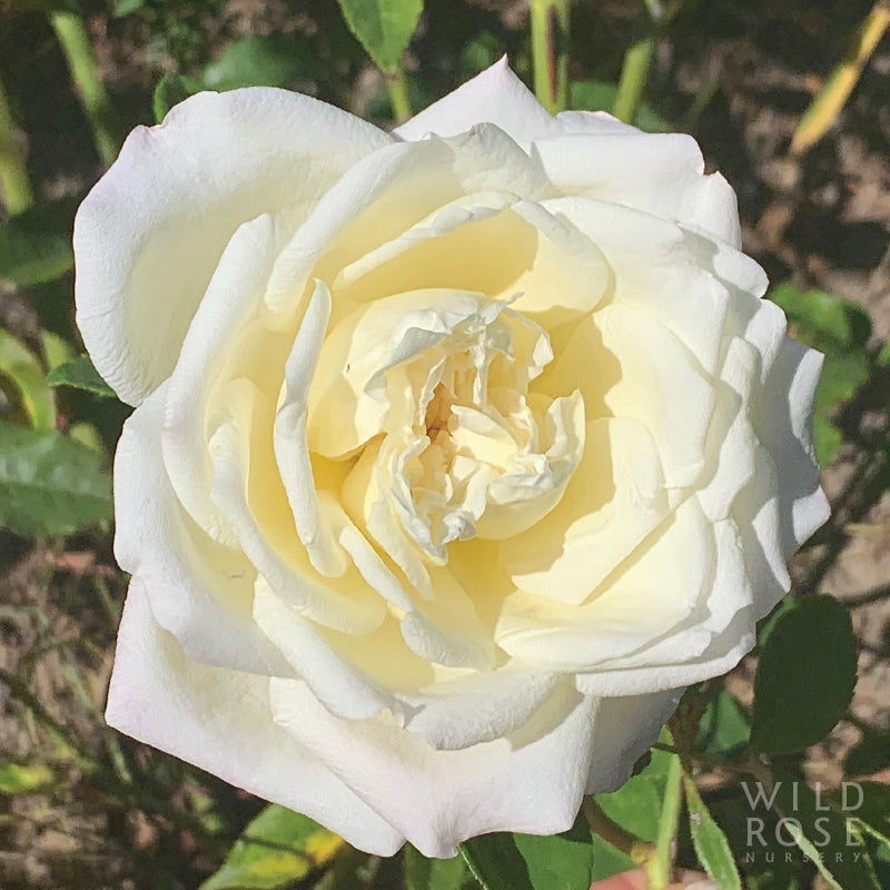 White Maman Cochet – Wild Rose Nursery