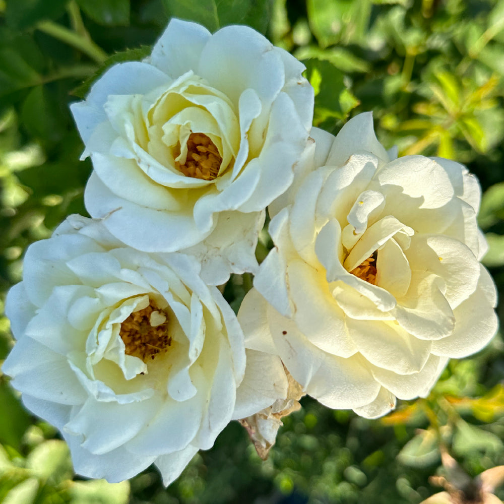 White Garden Spray Roses White Spray – Wild Rose Nursery