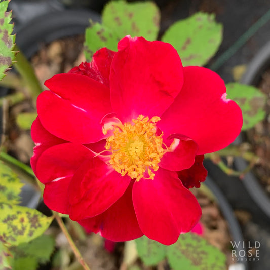 Close-up of a vibrant red rose with a blurred background