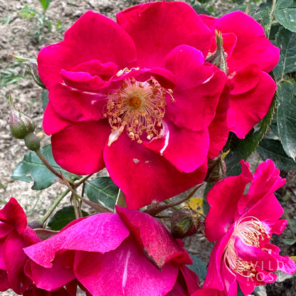 Close-up of vibrant pink flowers with green leaves in the background