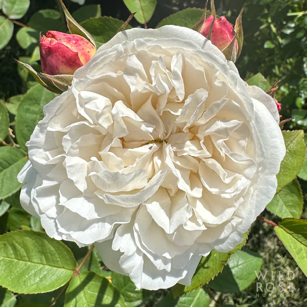 Winchester Cathedral
