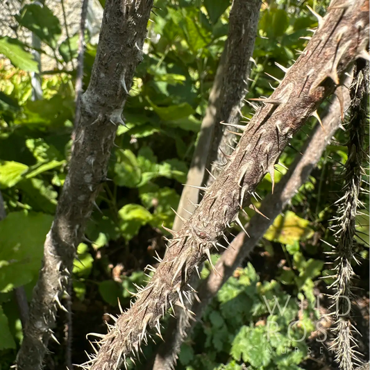 Agnes rose hybid rugosa thorns on stem
